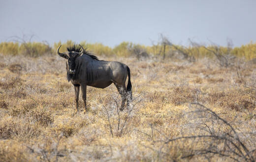 Full body of A solitary wildebeest stands vigilant in the sparse Namibian bush under clear sky - ADSF51708