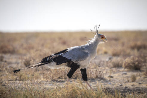 Side view of Secretary bird confidently striding across the Namibian savannah against dry grass in daylight - ADSF51709