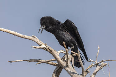 Low angle of black crow perched on a stark branch in the Namibian wilderness against blue sky - ADSF51710