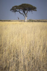Majestic view of a lone giraffe standing beside an acacia tree In the quiet expanse of the Namibian savannah under blue sky - ADSF51711
