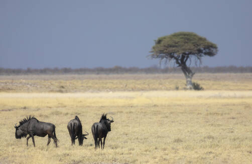 A trio of wildebeests graze on the vast Namibian savanna, with a lone acacia tree in the distance marking the horizon under blue sky - ADSF51712