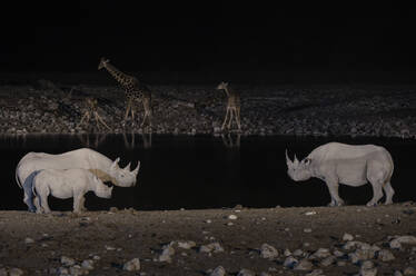 White rhinoceroses and giraffes standing by the waterhole at the Namibian night - ADSF51713