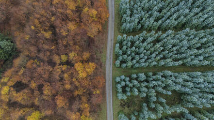 Straße inmitten von Bäumen im Wald - JCCMF11055