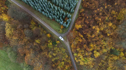 Auto auf der Straße inmitten von Bäumen im Wald - JCCMF11056