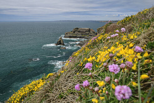Frankreich, Bretagne, Blühende Blumen auf einem Küstenhügel mit Fort des Capucins im Hintergrund - ANSF00659