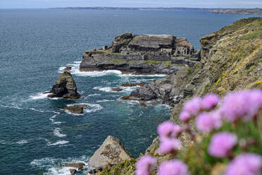 Frankreich, Bretagne, Blühende Blumen auf einem Küstenhügel mit Fort des Capucins im Hintergrund - ANSF00660
