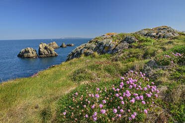 Frankreich, Bretagne, Blühende Wildblumen auf der Landzunge Cap Sizun - ANSF00674