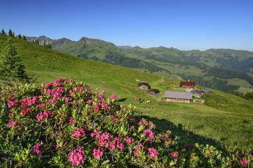 Austria, Tyrol, Wildschoenau, Alpenroses (Rhododendron Ferrugineum) blooming in Kitzbuhel Alps with huts in background - ANSF00693