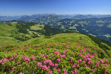 Austria, Tyrol, Wildschoenau, Alpenroses (Rhododendron Ferrugineum) blooming in Kitzbuhel Alps - ANSF00694