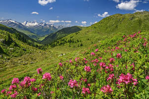 Austria, Tyrol, Alpenroses (Rhododendron Ferrugineum) blooming in Kitzbuhel Alps with Zillertal Alps in background - ANSF00696