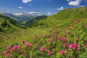 Österreich, Tirol, Alpenrosen (Rhododendron Ferrugineum) blühen in den Kitzbüheler Alpen mit Zillertaler Alpen im Hintergrund - ANSF00696