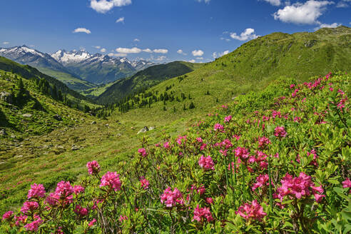 Austria, Tyrol, Alpenroses (Rhododendron Ferrugineum) blooming in Kitzbuhel Alps with Zillertal Alps in background - ANSF00696