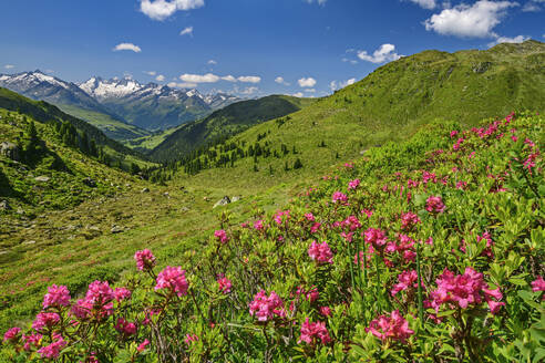 Österreich, Tirol, Alpenrosen (Rhododendron Ferrugineum) blühen in den Kitzbüheler Alpen mit Zillertaler Alpen im Hintergrund - ANSF00696