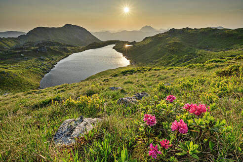 Austria, Tyrol, Sun setting over lake in Kitzbuhel Alps with blooming alpenroses (Rhododendron Ferrugineum) in foreground - ANSF00697