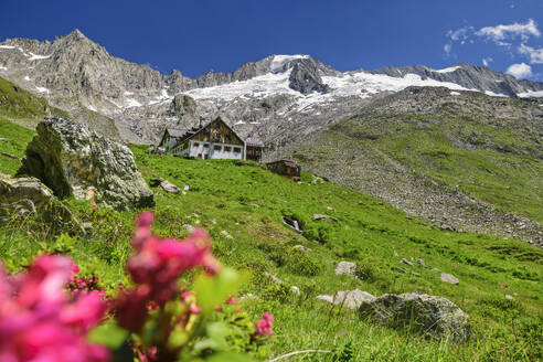 Austria, Tyrol, Mountain hut in Zillertal Alps with alpenroses (Rhododendron ferrugineum) blooming in foreground - ANSF00713