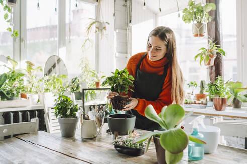 Smiling botanist planting coffee plant at table in store - OLRF00025