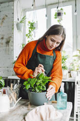 Botaniker pflanzt Kaffeepflanze im Geschäft - OLRF00028