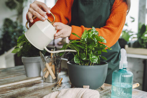 Botanist watering coffee plant in store - OLRF00030