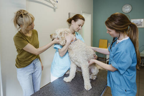 Female vet examining labradoodle dog on examination table while nurse assisting by owner in clinic - MASF41429