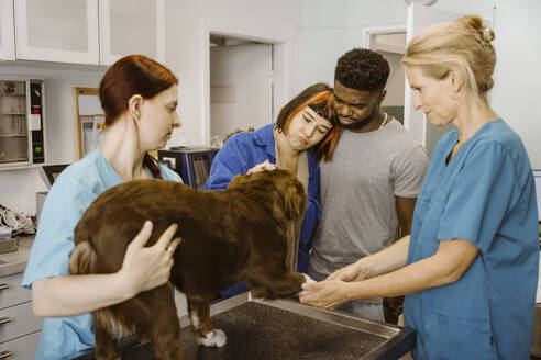 Sad couple looking at bulldog while nurse and vet examining him on table in animal hospital - MASF41432