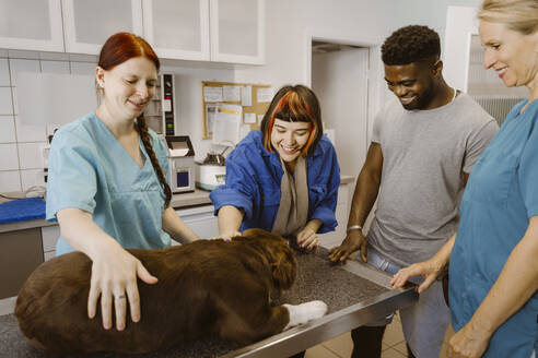 Smiling woman stroking bulldog on examination table in medical clinic - MASF41433