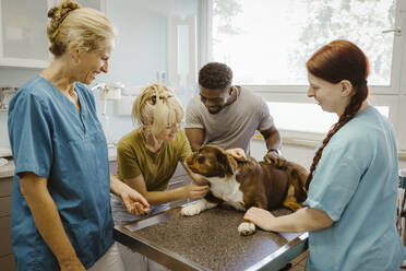 Smiling couple talking to dog on examination table while veterinarians working in clinic - MASF41434