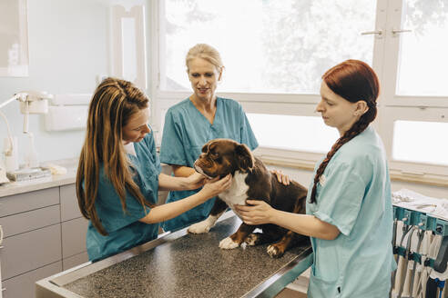 Female veterinarian examining bulldog while nurses assisting in medical clinic - MASF41435