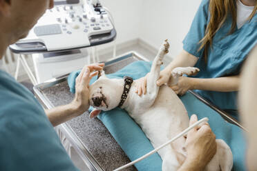 Male veterinarian doing ultrasound on bull terrier while nurse assisting in medical clinic - MASF41442