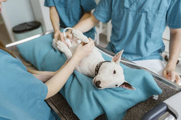 Bull terrier lying on examination table while vets performing ultrasound in clinic at hospital - MASF41443