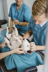 Male veterinarian stroking bull terrier while examining on examination table in clinic - MASF41444