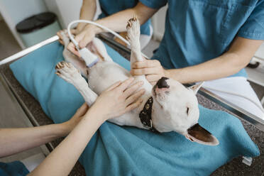 Male animal doctor performing ultrasound on dog while nurses assisting in veterinary clinic - MASF41445