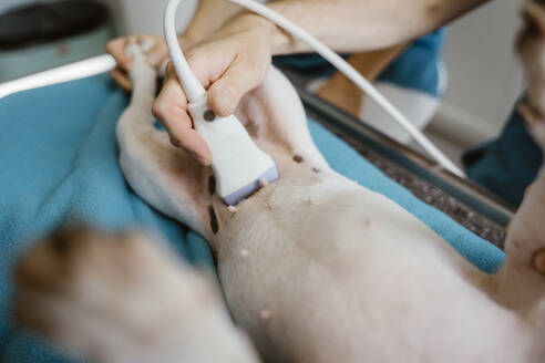 Hand of male veterinarian doing ultrasound on dog's abdomen in clinic - MASF41446