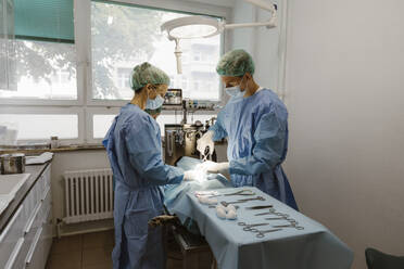 Male and female surgeons performing surgery in operating room at animal hospital - MASF41452