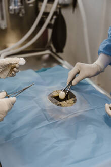 Animal surgeons putting cotton balls while performing surgery in operating room at hospital - MASF41453