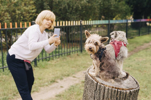 Mature woman photographing schnauzer dogs sitting on tree stump in park - MASF41462