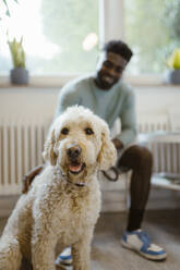Cute labradoodle with male owner in background at animal hospital - MASF41465