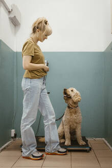 Woman looking at dog sitting on weight scale at vet - MASF41474
