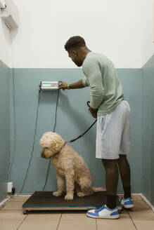 Young man standing by labradoodle on weight scale in medical clinic - MASF41475