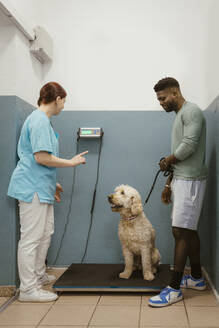 Female veterinarian examining weight of dog with male owner during routine checkup in clinic - MASF41476