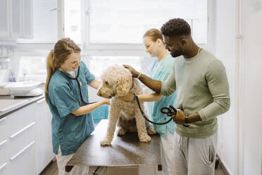 Smiling female veterinarian examining labradoodle on examination table in medical clinic - MASF41477