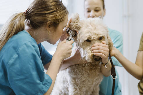 Female vet checking ear of labradoddle during routine checkup in veterinary clinic - MASF41478