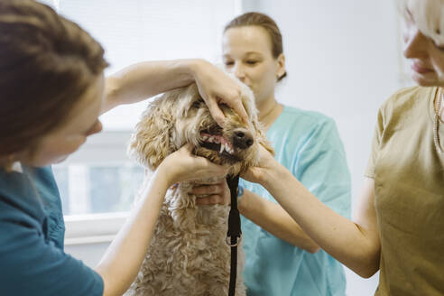 Female animal doctor examining dogs dental health in medical clinic - MASF41479