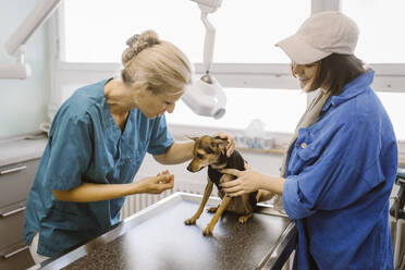 Mature veterinarian examining dog on examination table by female owner in clinic - MASF41489