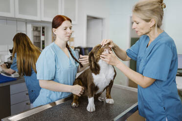 Mature female veterinarian examining bulldog with help of nurse in veterinary clinic - MASF41491