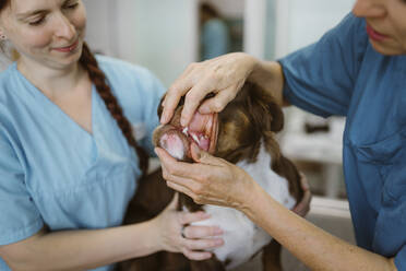 Mature female veterinarian opening mouth of bulldog by nurse in veterinary clinic - MASF41492