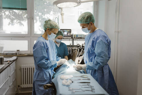 Male and female veterinarian with nurse performing surgery in operating room at hospital - MASF41497