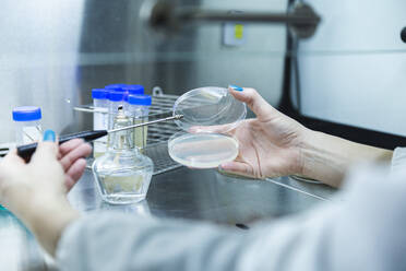 Wissenschaftlerin hält Petrischale mit Impföse im Labor - PCLF00887