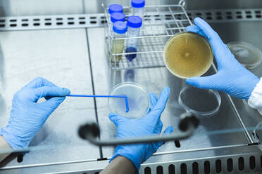 Wissenschaftler untersuchen eine Probe in einer Petrischale im Labor - PCLF00890