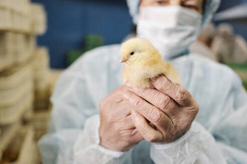 Tierarzt in Schutzanzug und mit Huhn in der Hand - EYAF02872