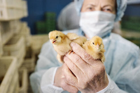 Tierarzt mit Maske und Hühnern in der Hand - EYAF02873